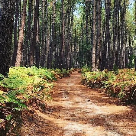 וילה T4 A 6 Pers, Proche Ocean, Animaux Acceptes - Fr-1-379-114 *